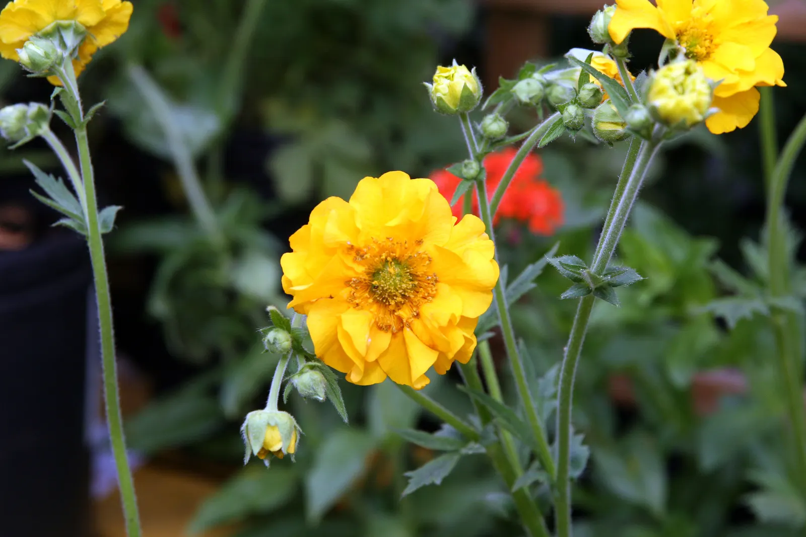 Lady Stratheden Geum (Geum 'Lady Stratheden') — The Lady Stratheden Geum is a vibrant herbaceous perennial that flaunts semi-double, sunny yellow blooms