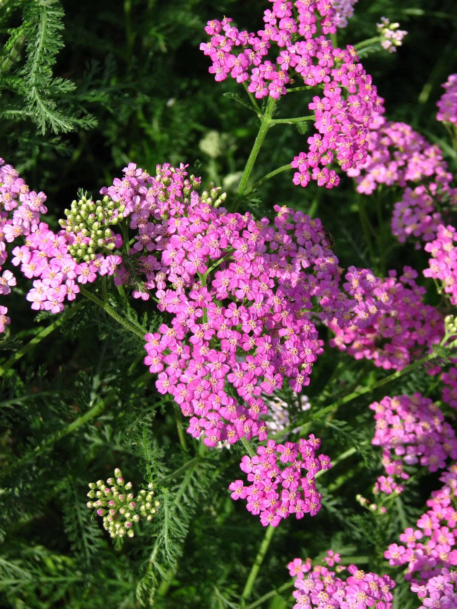 Rosea Yarrow (Achillea Millefolium 'Rosea') — fern-like foliage that add a fine texture to the landscape