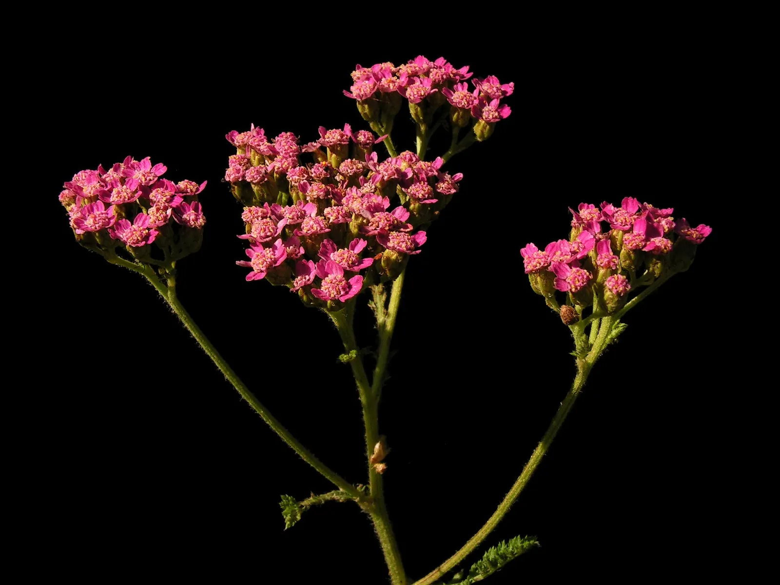 Rosea Yarrow (Achillea Millefolium 'Rosea') — It is drought-tolerant once established
