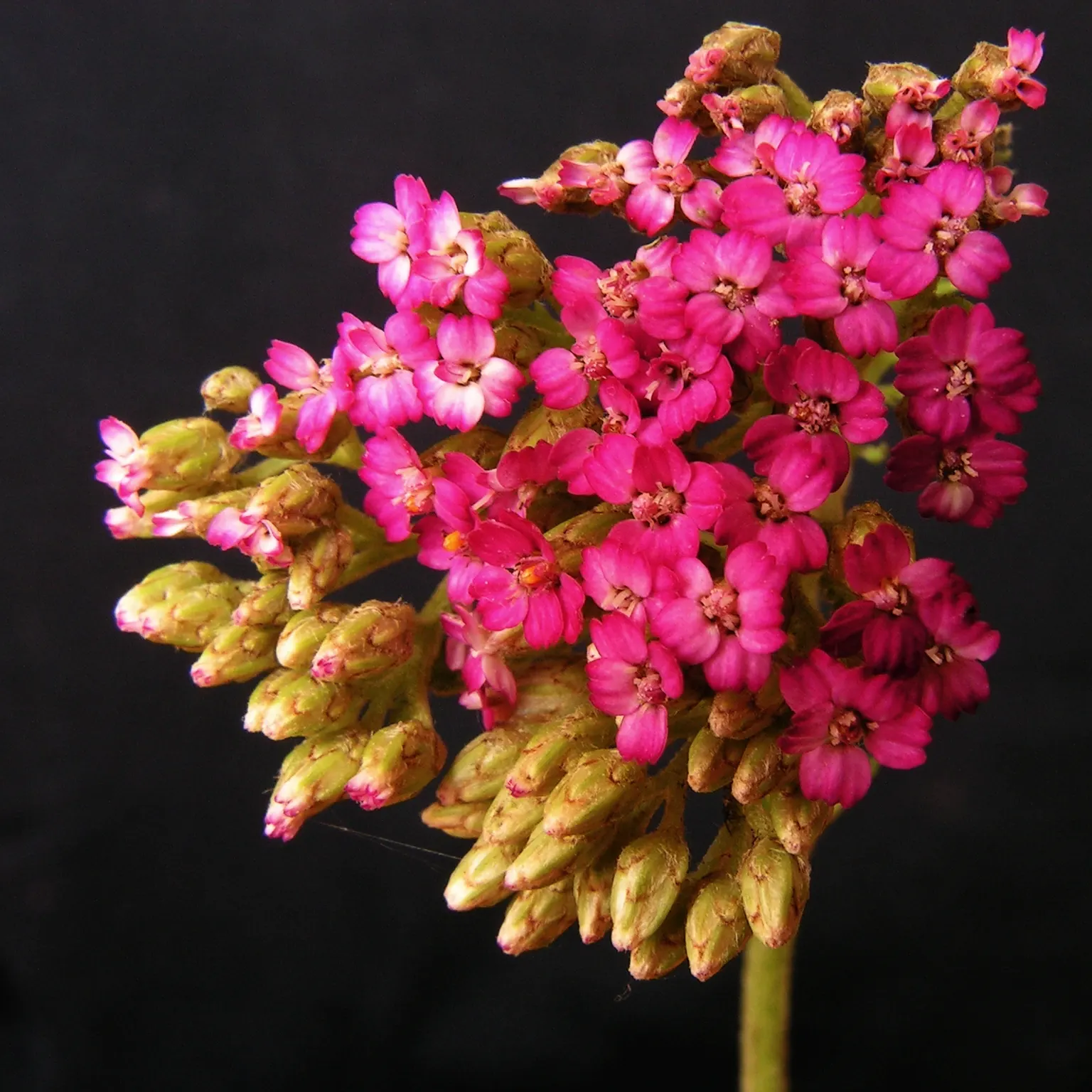 Rosea Yarrow (Achillea Millefolium 'Rosea') — though it prefers well-drained conditions