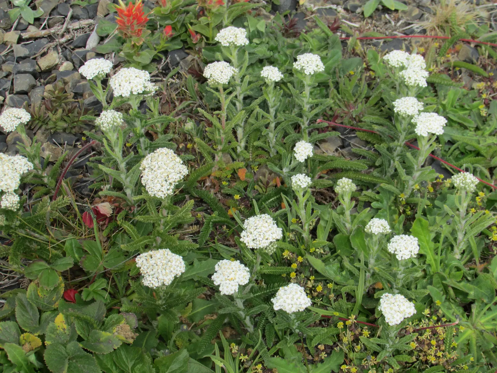 Rosea Yarrow (Achillea Millefolium 'Rosea') — Ideal for full sun and well-draining soil; offering extended periods of interest