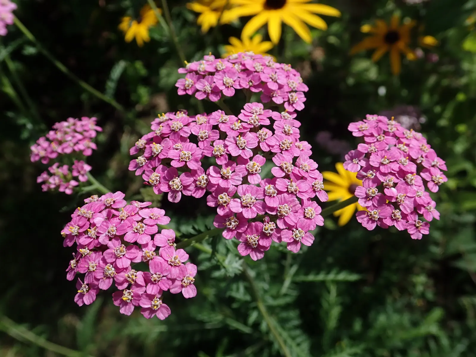 Rosea Yarrow (Achillea Millefolium 'Rosea') — is a captivating perennial that will bring a splash of color and texture to any garden design