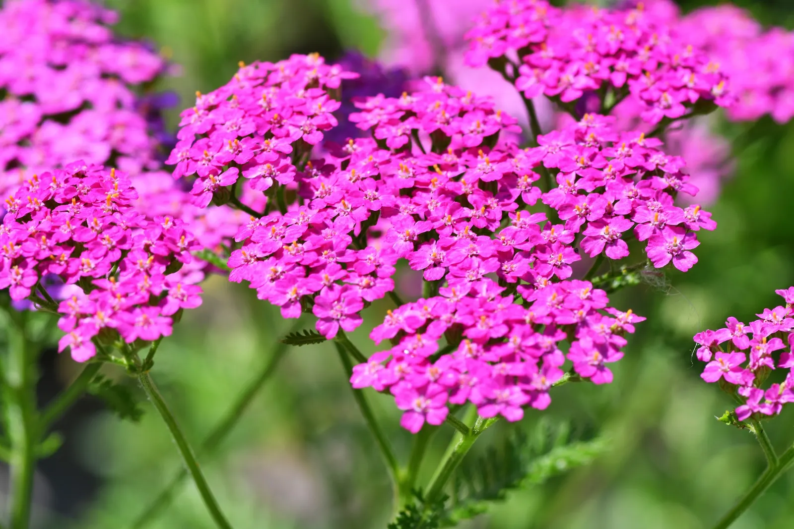 Rosea Yarrow (Achillea Millefolium 'Rosea') — Its maintenance is minimal