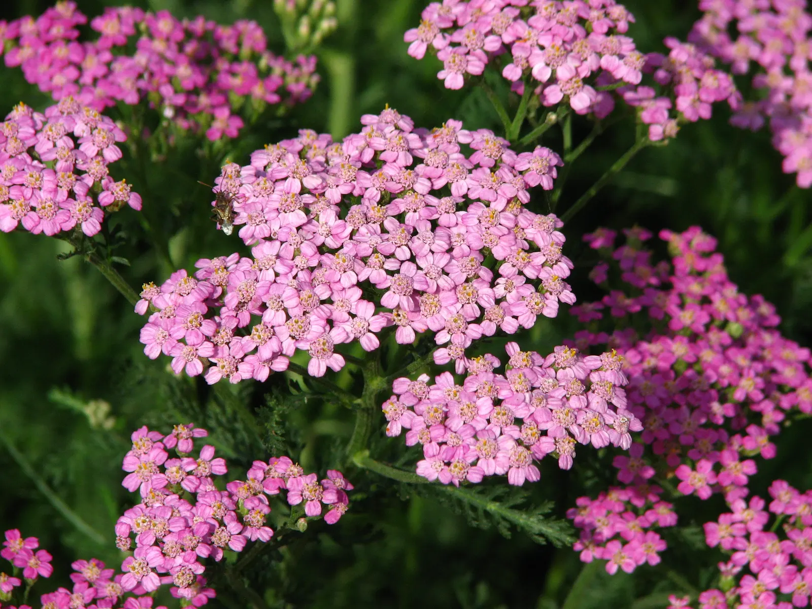 Rosea Yarrow (Achillea Millefolium 'Rosea') — this yarrow variety thrives in full sun and adapts well to a range of soil types