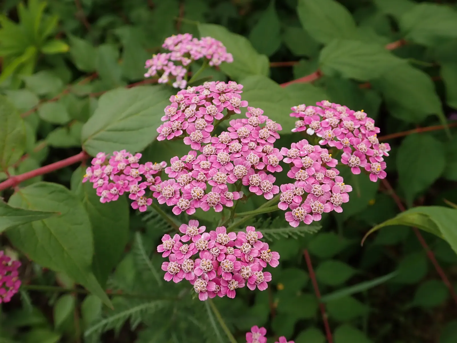 Rosea Yarrow (Achillea Millefolium 'Rosea') — the Rosea Yarrow blooms from early to late summer