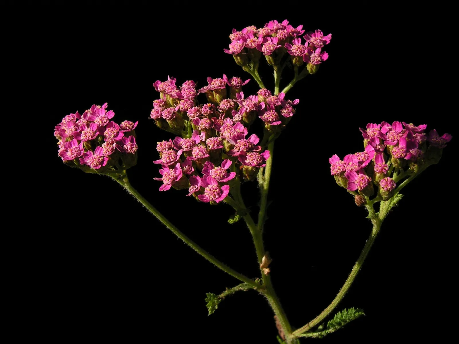 Rosea Yarrow (Achillea Millefolium 'Rosea') — Ideal for full sun and well-draining soil