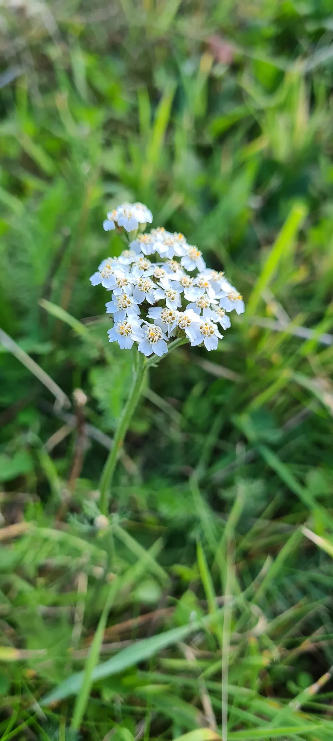 Rosea Yarrow (Achillea Millefolium 'Rosea') — The flower clusters are composed of numerous; and benefits to local wildlife