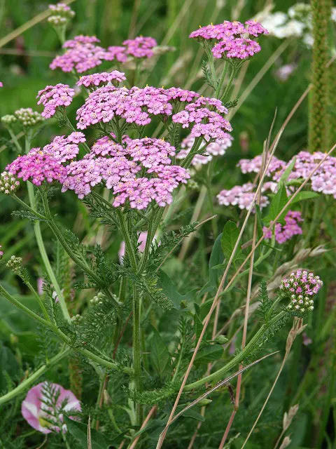 Rosea Yarrow (Achillea Millefolium 'Rosea') — Rosea Yarrow can be a wonderful addition for its beauty
