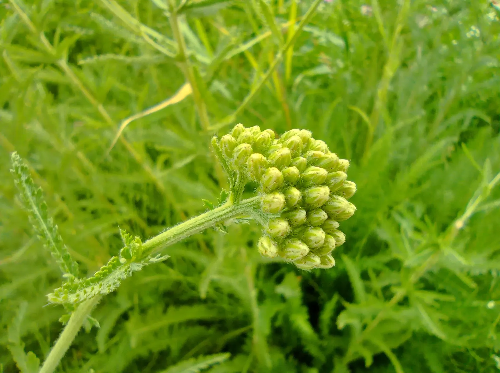 Rosea Yarrow (Achillea Millefolium 'Rosea') — the Rosea Yarrow blooms from early to late summer; offering extended periods of interest