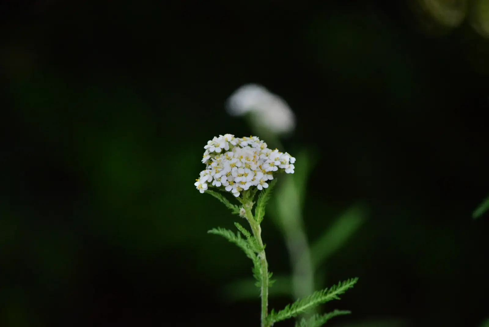 Rosea Yarrow (Achillea Millefolium 'Rosea') — perennial with pink and red blooms