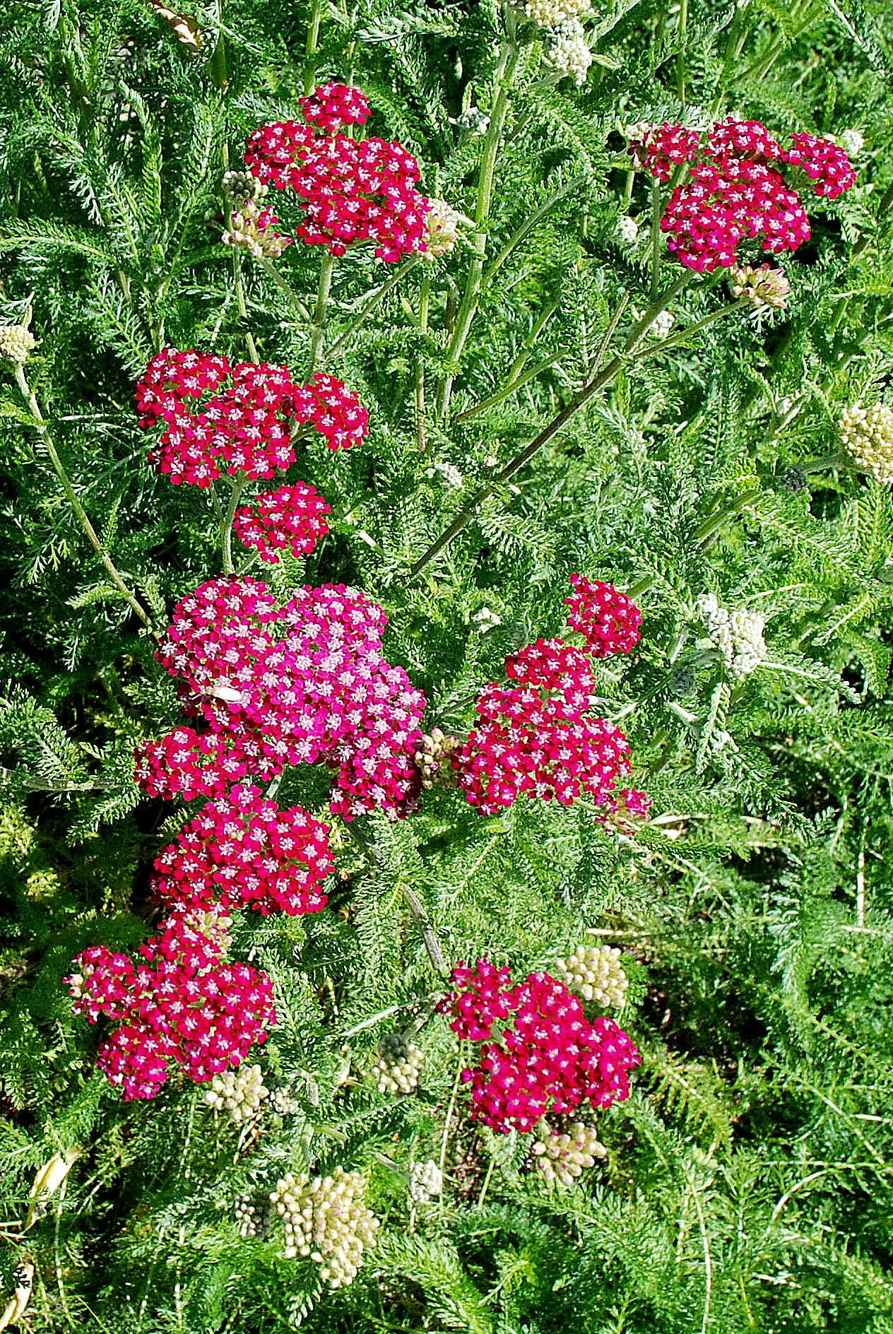 Rosea Yarrow (Achillea Millefolium 'Rosea') — and benefits to local wildlife
