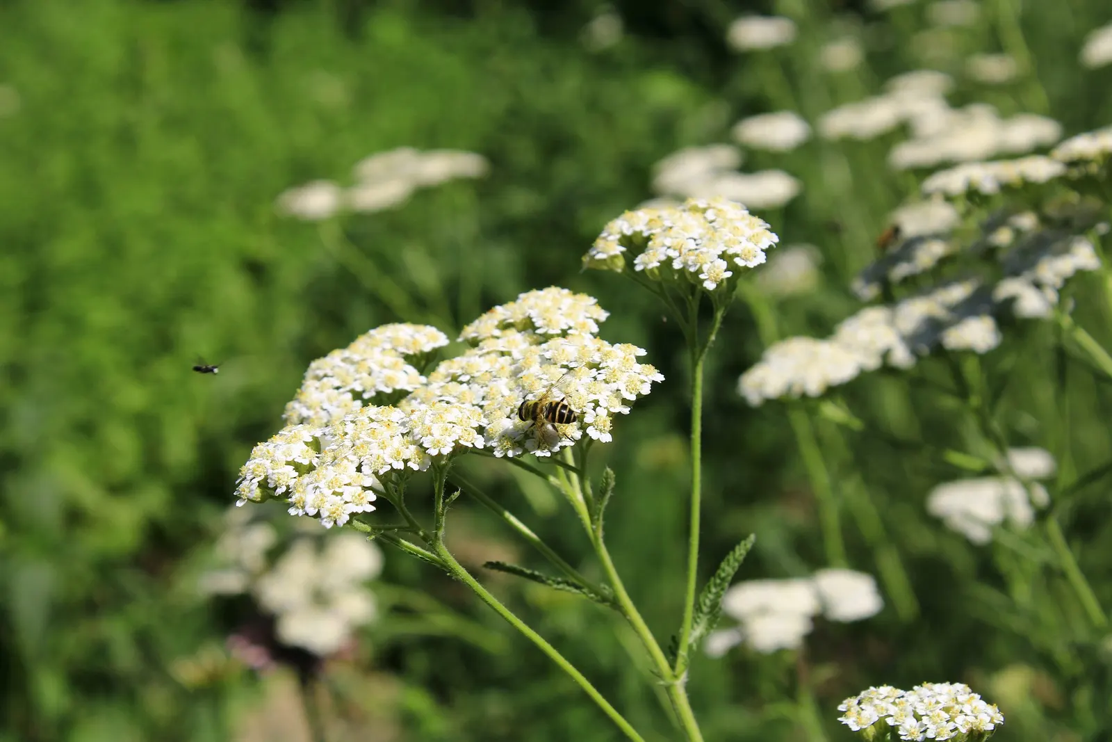 Rosea Yarrow (Achillea Millefolium 'Rosea') — This foliage is aromatic when crushed