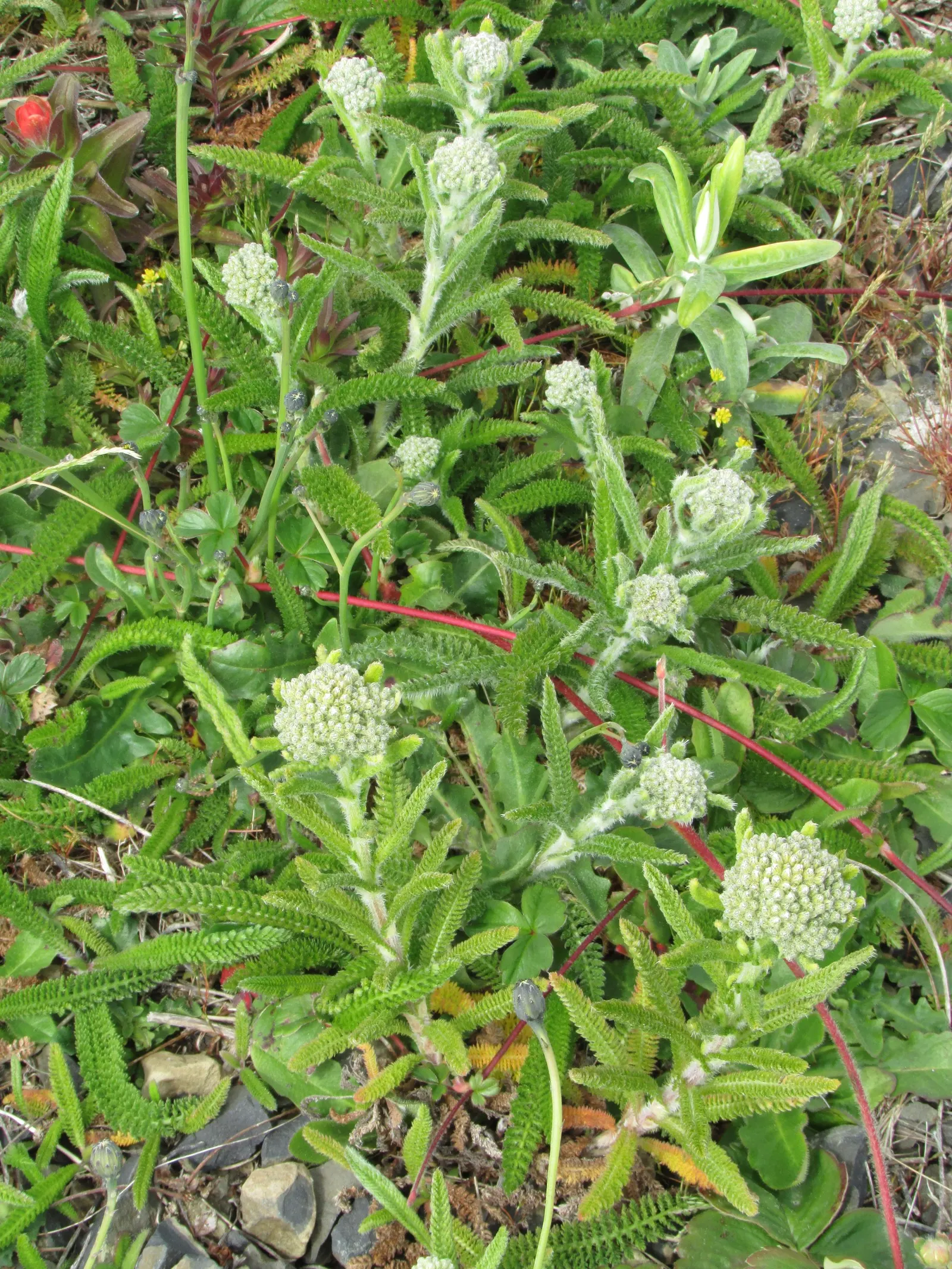 Rosea Yarrow (Achillea Millefolium 'Rosea') — is a captivating perennial that will bring a splash of color and texture to any garden design; and benefits to