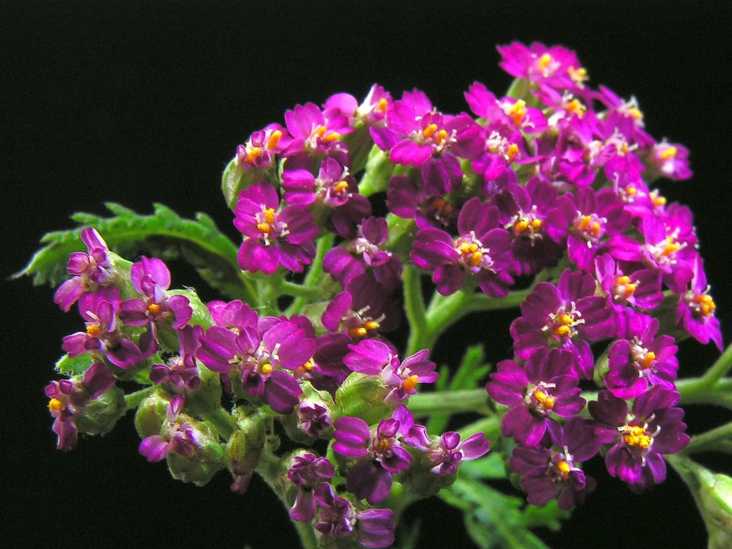 Rosea Yarrow (Achillea Millefolium 'Rosea') — boasts delicate pink flower clusters atop fern-like foliage