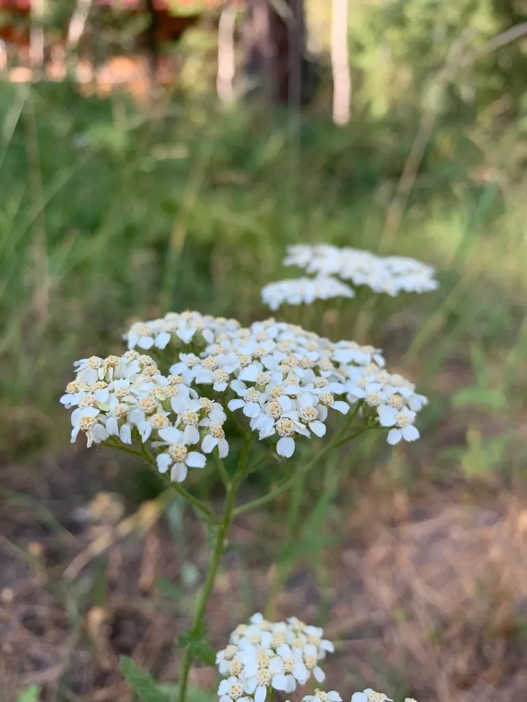 Rosea Yarrow (Achillea Millefolium 'Rosea') — Drought-tolerant and deer-resistant, it's perfect for borders and attracts beneficial pollinators