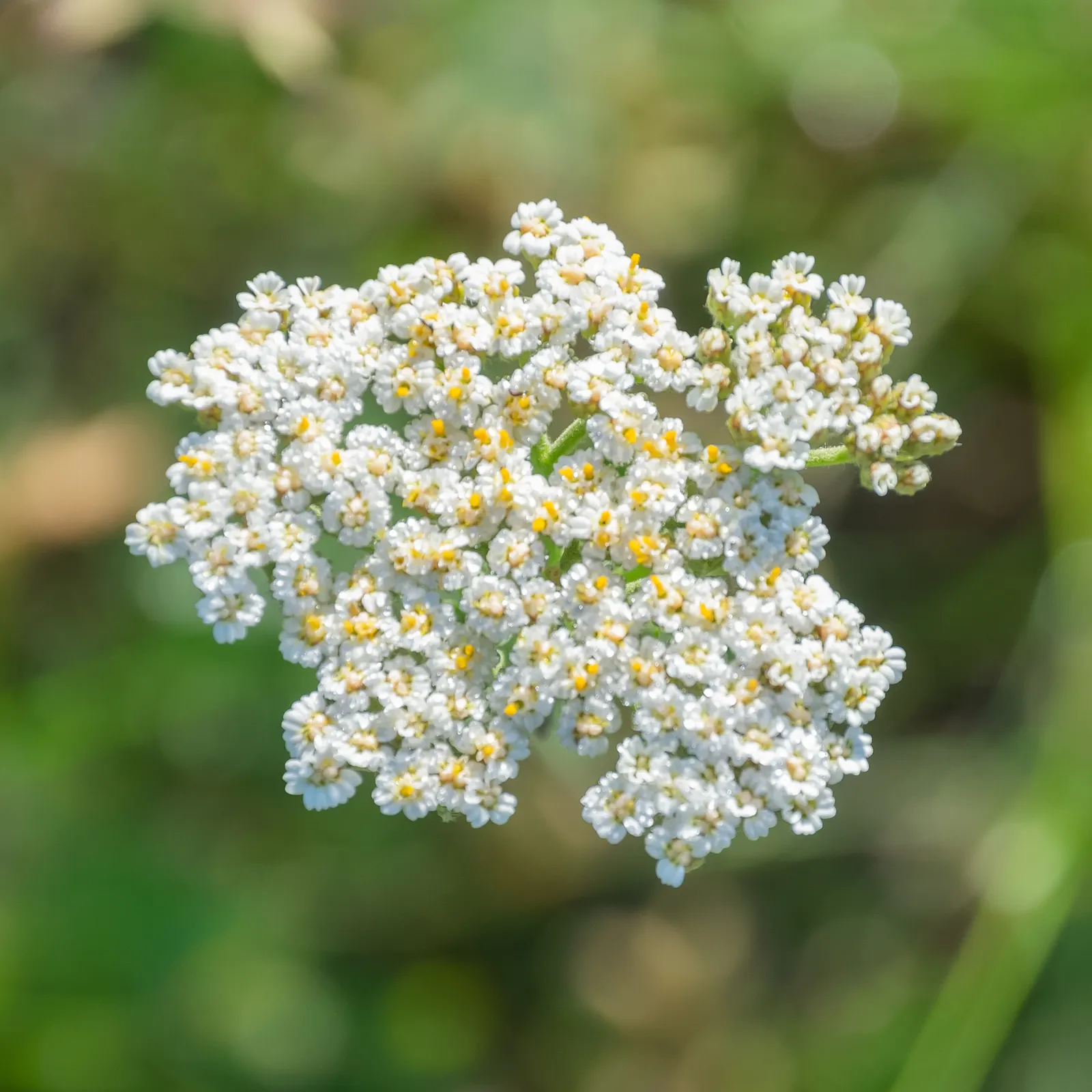 Rosea Yarrow (Achillea Millefolium 'Rosea') — Growing to heights between 18 to 24 inches with a similar spread; thriving in zones 3-9, it reaches a mature