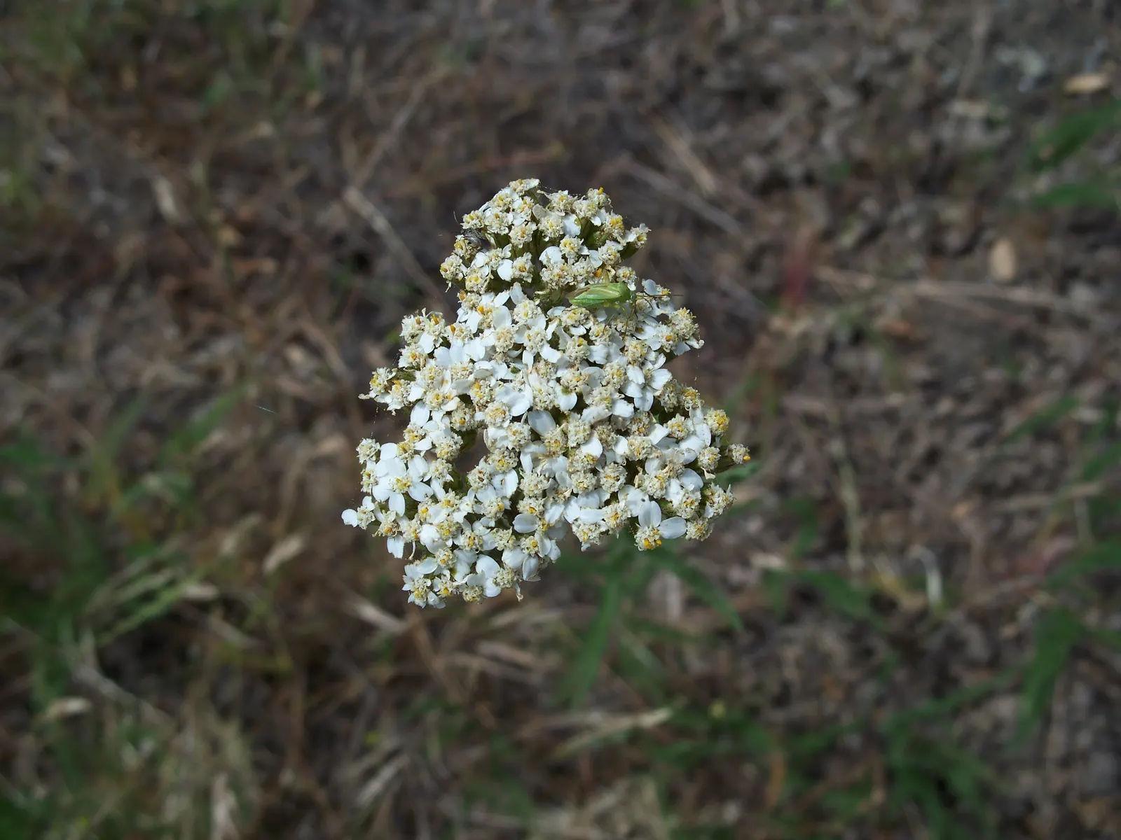Rosea Yarrow (Achillea Millefolium 'Rosea') — pink florets that sit atop sturdy stems with feathery; thriving in zones 3-9, it reaches a mature height of 18-24