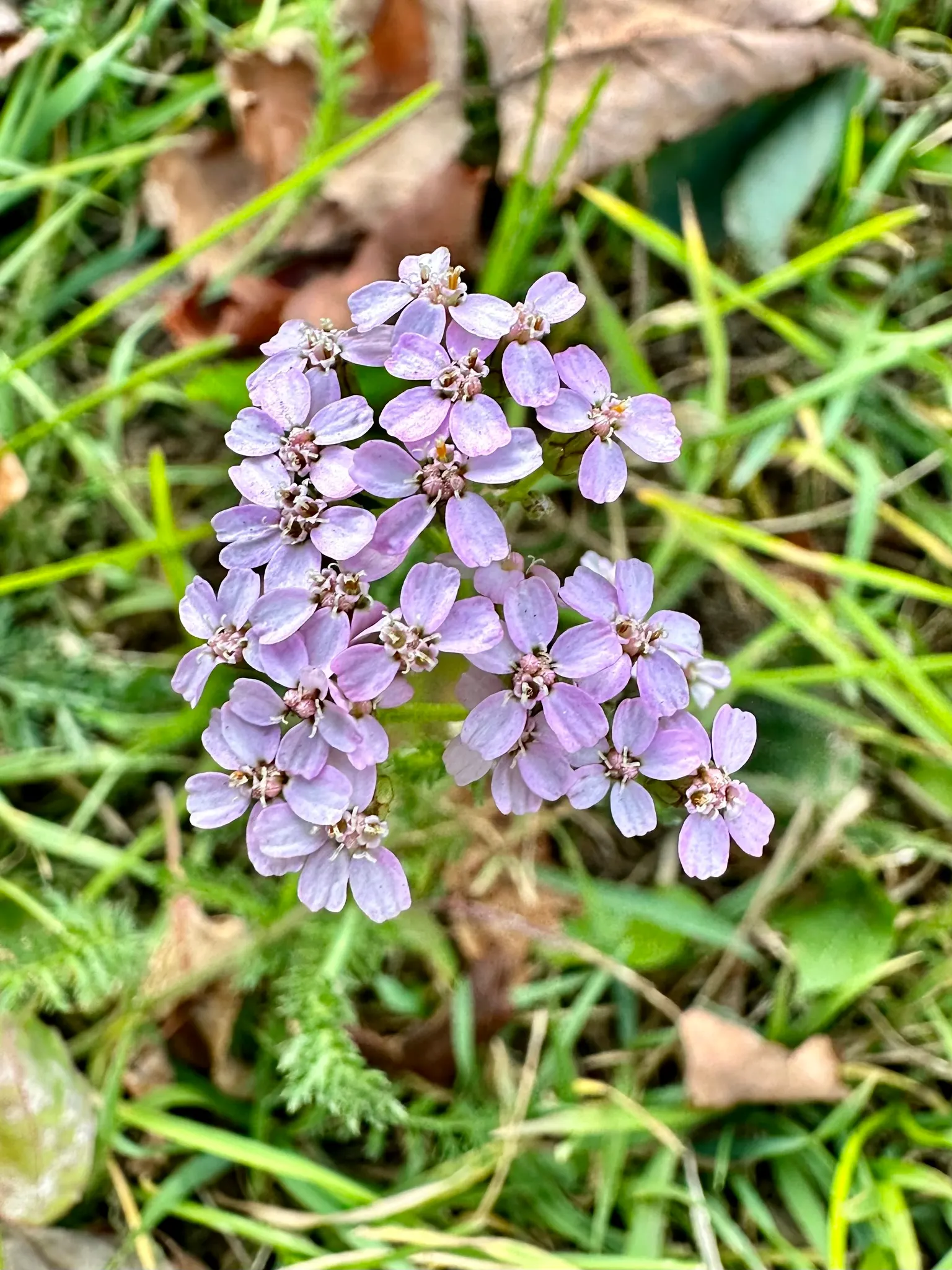 Rosea Yarrow (Achillea Millefolium 'Rosea') — offering extended periods of interest; though it prefers well-drained conditions