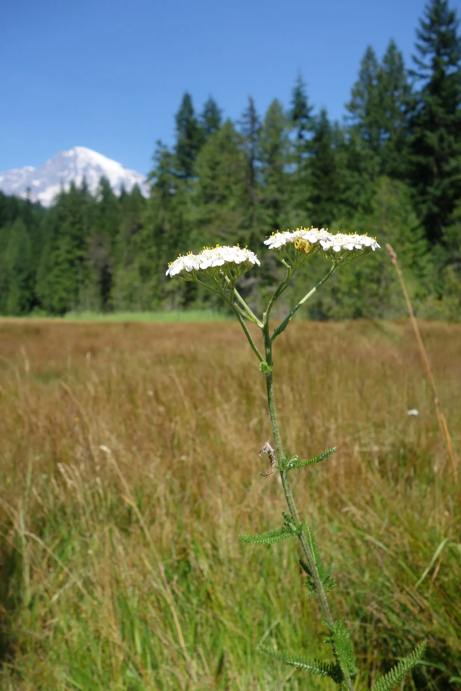 Rosea Yarrow (Achillea Millefolium 'Rosea') — offering extended periods of interest