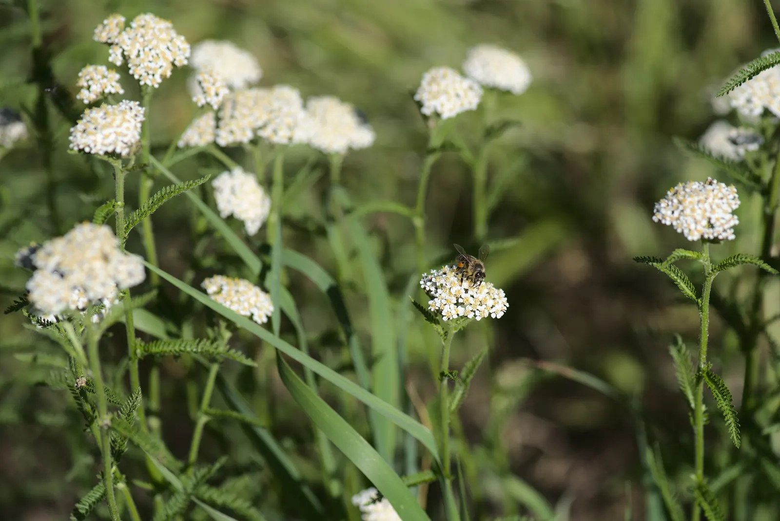 Rosea Yarrow (Achillea Millefolium 'Rosea') — commonly known as Rosea Yarrow