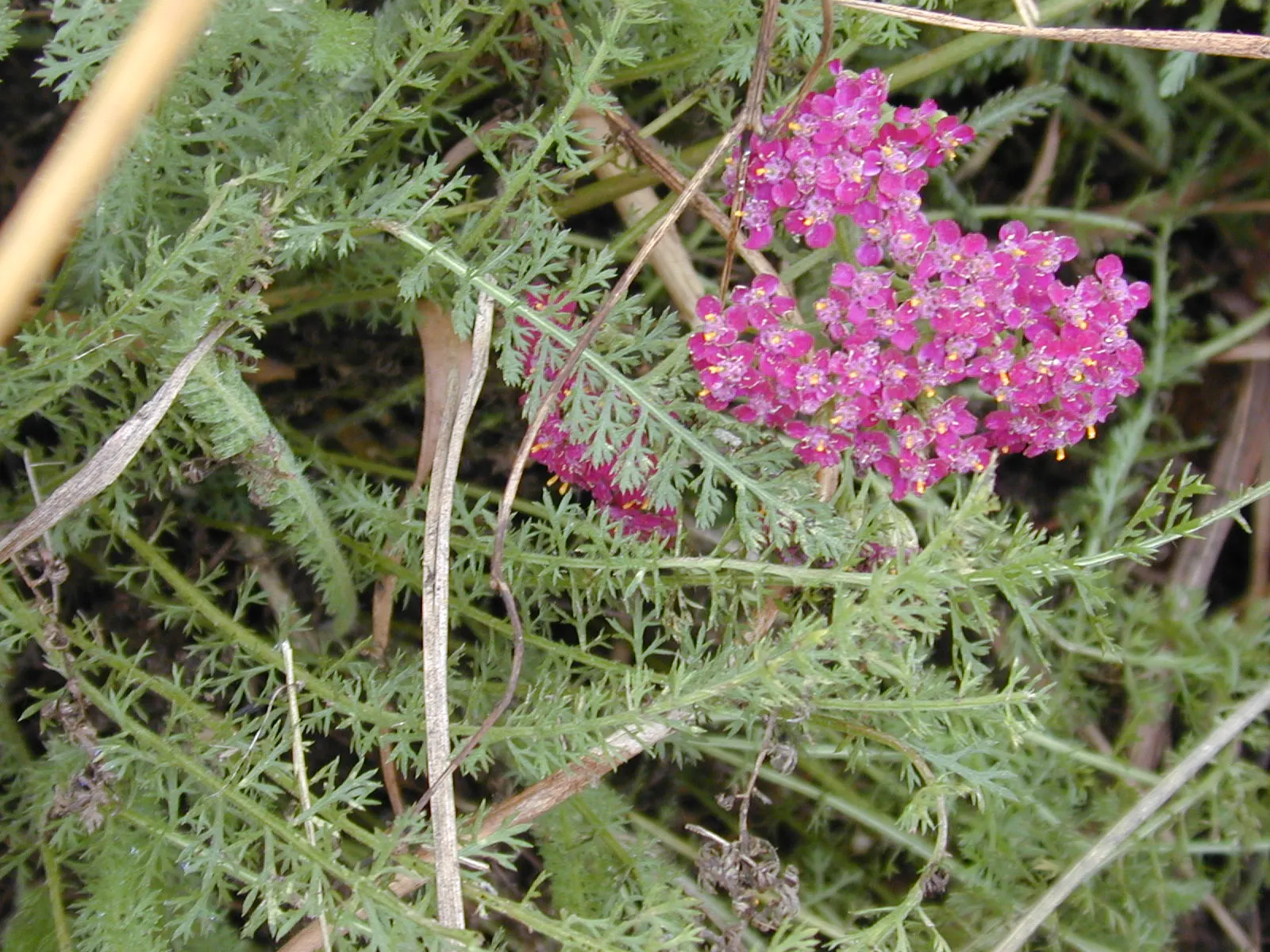 Rosea Yarrow (Achillea Millefolium 'Rosea') — commonly known as Rosea Yarrow; thriving in zones 3-9, it reaches a mature height of 18-24 inches and a spread up