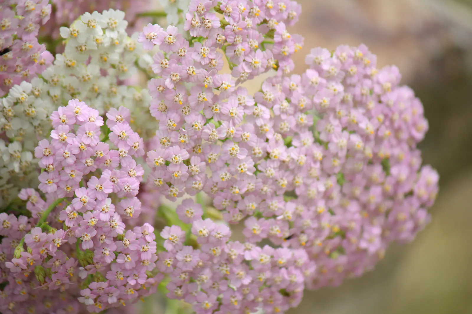 Rosea Yarrow (Achillea Millefolium 'Rosea') — This hardy perennial has a bloom time from early summer to fall, adding continual interest to gardens; though it