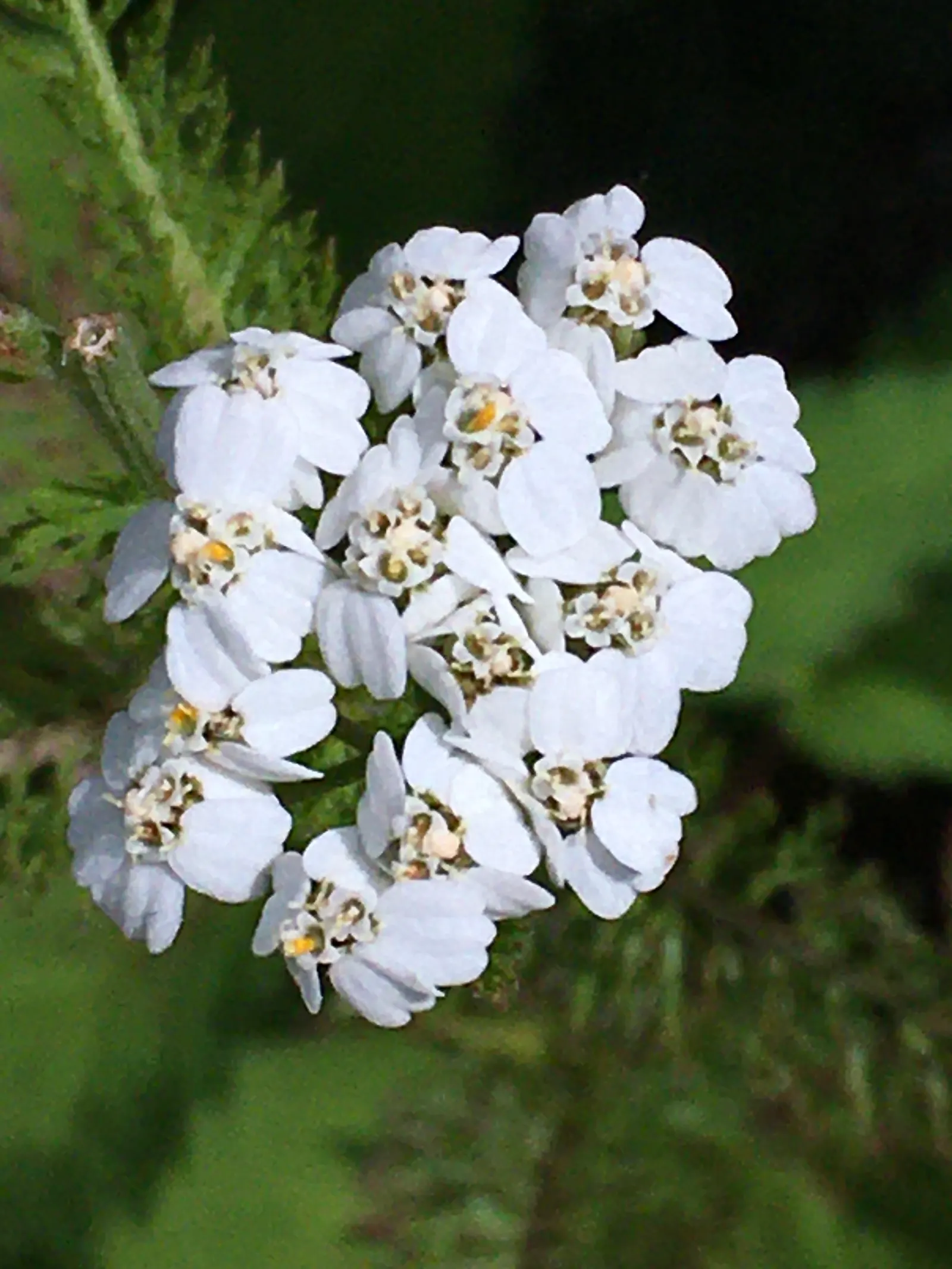 Rosea Yarrow (Achillea Millefolium 'Rosea') — contributing to the ecological health of your garden