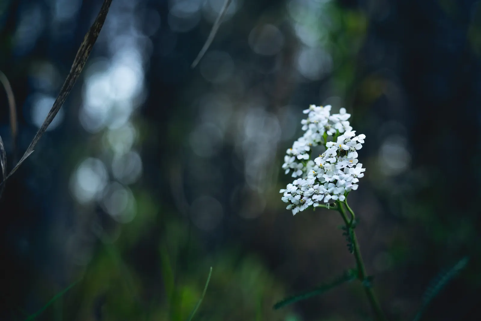 Rosea Yarrow (Achillea Millefolium 'Rosea') — pink and red flowers in the garden