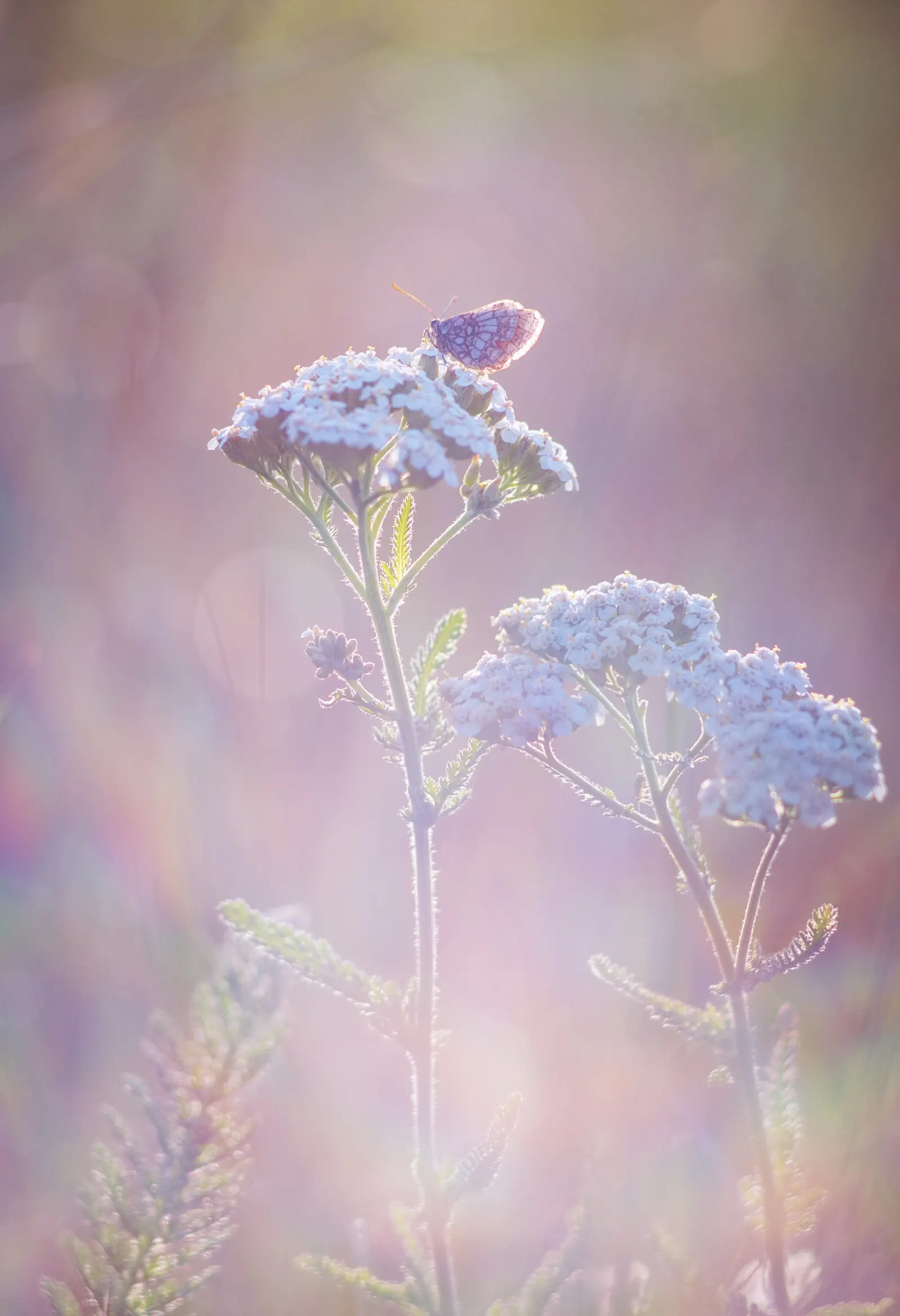 Rosea Yarrow (Achillea Millefolium 'Rosea') — boasts delicate pink flower clusters atop fern-like foliage; offering extended periods of interest