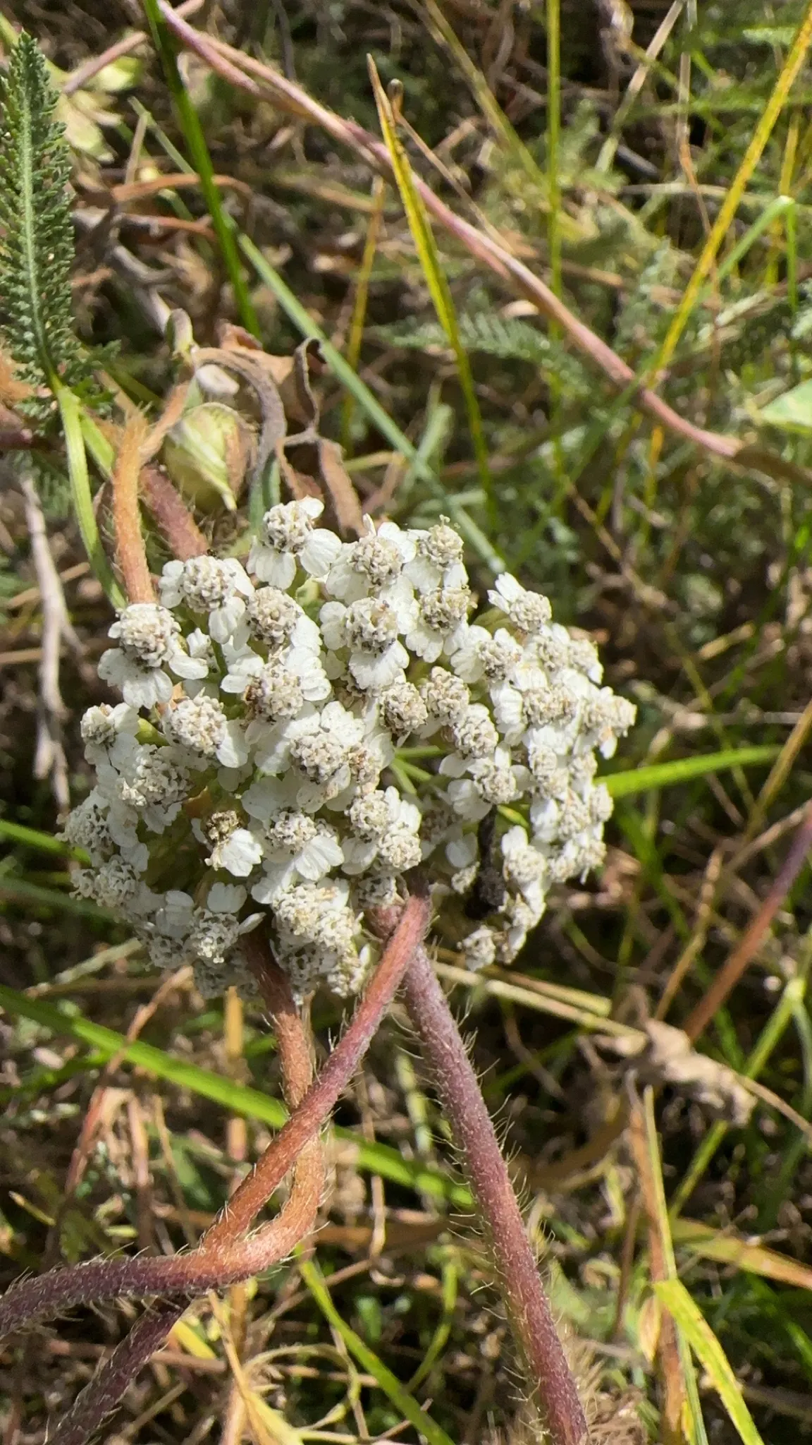 Rosea Yarrow (Achillea Millefolium 'Rosea') — scientifically referred to as Achillea millefolium 'Rosea'; though it prefers well-drained conditions