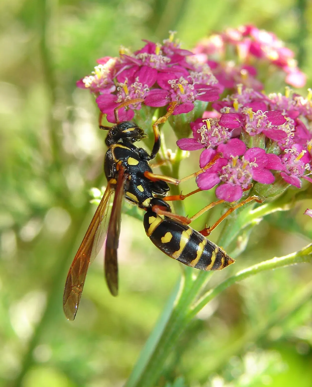 Rosea Yarrow (Achillea Millefolium 'Rosea') — Drought-tolerant and deer-resistant, it's perfect for borders and attracts beneficial pollinators; thriving in