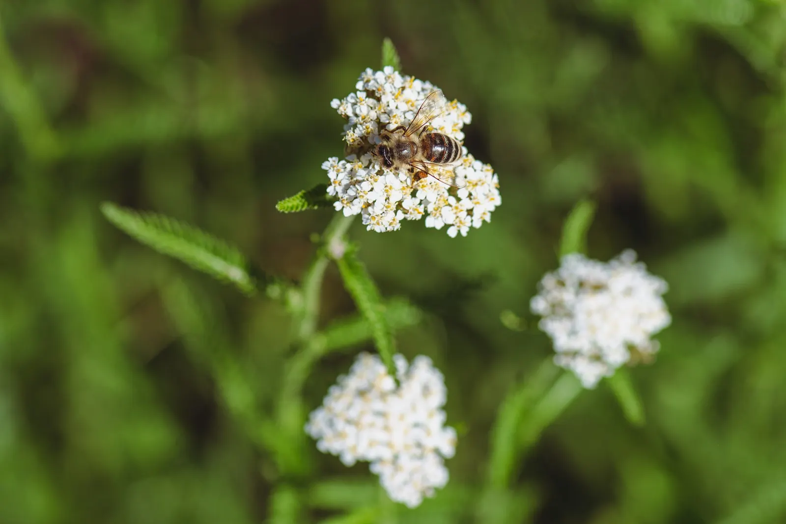 Rosea Yarrow (Achillea Millefolium 'Rosea') — scientifically referred to as Achillea millefolium 'Rosea'