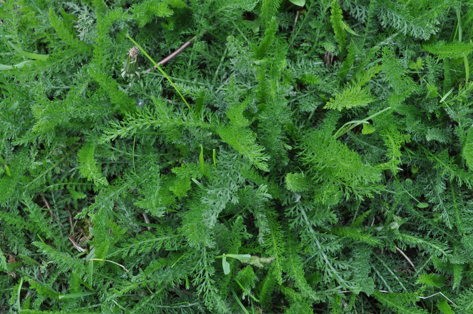 Rosea Yarrow (Achillea Millefolium 'Rosea') — Thriving in zones 3-9, it reaches a mature height of 18-24 inches and a spread up to 36 inches; and benefits to