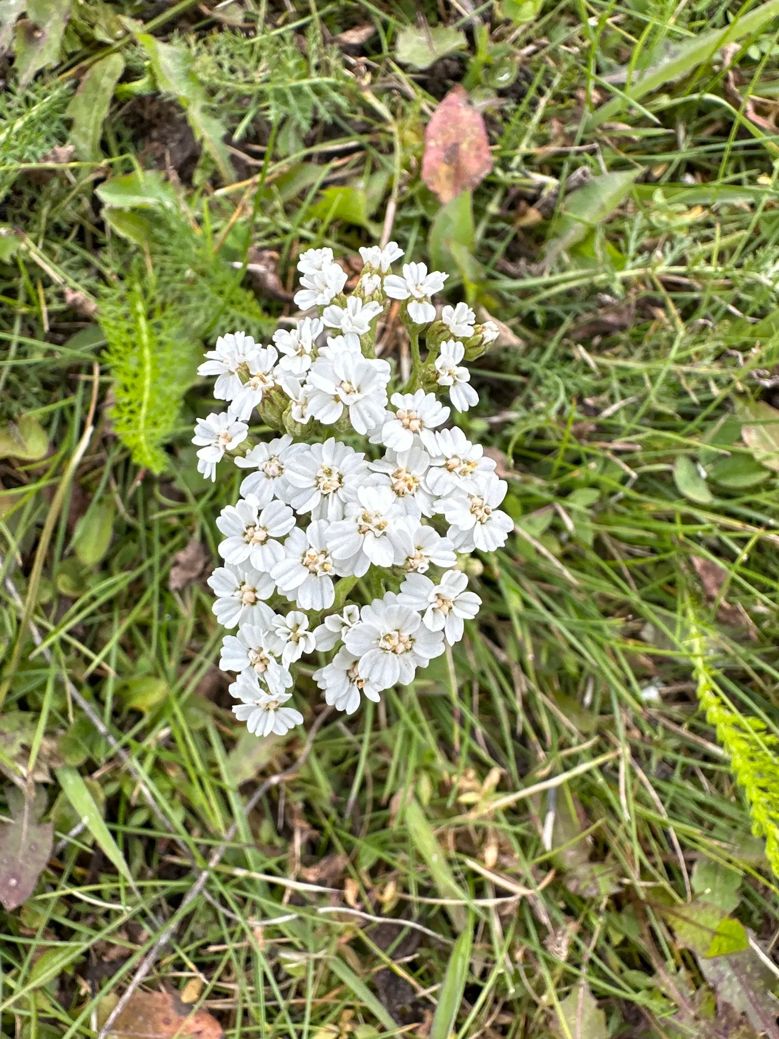 Rosea Yarrow (Achillea Millefolium 'Rosea') — Thriving in zones 3-9, it reaches a mature height of 18-24 inches and a spread up to 36 inches
