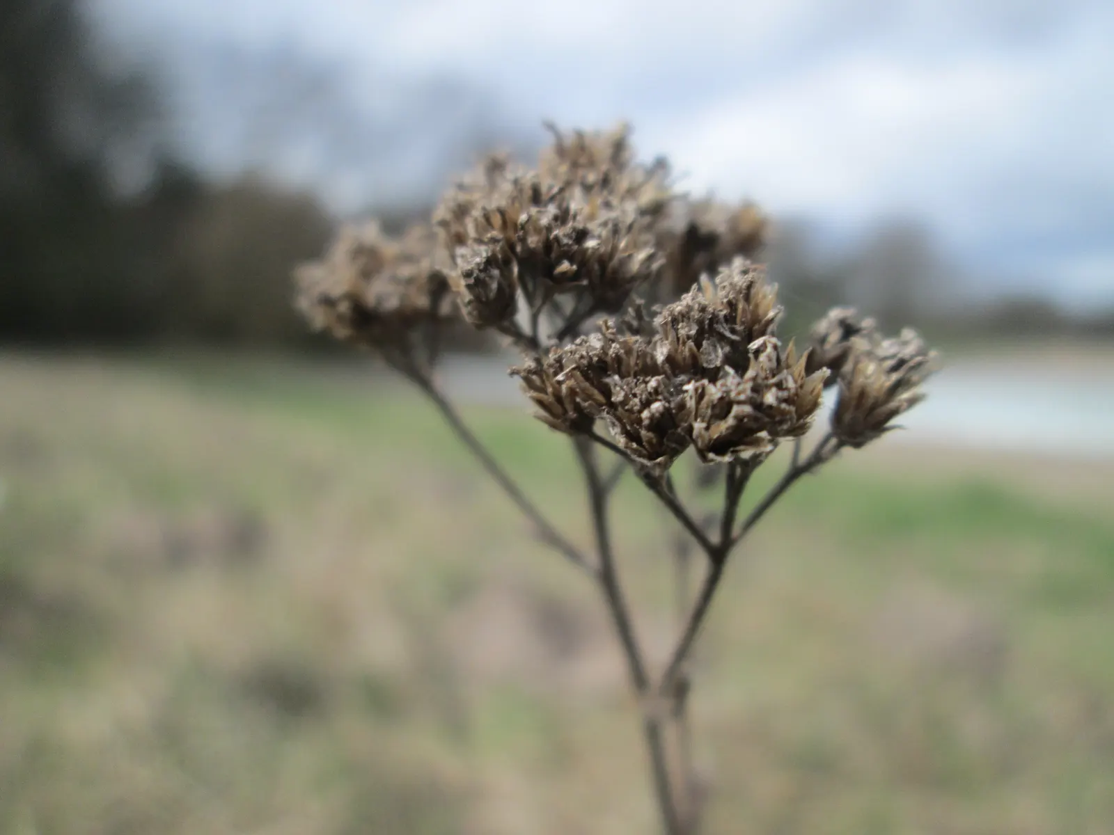 Rosea Yarrow (Achillea Millefolium 'Rosea') — making it an excellent choice for water-conserving landscapes or xeriscaping
