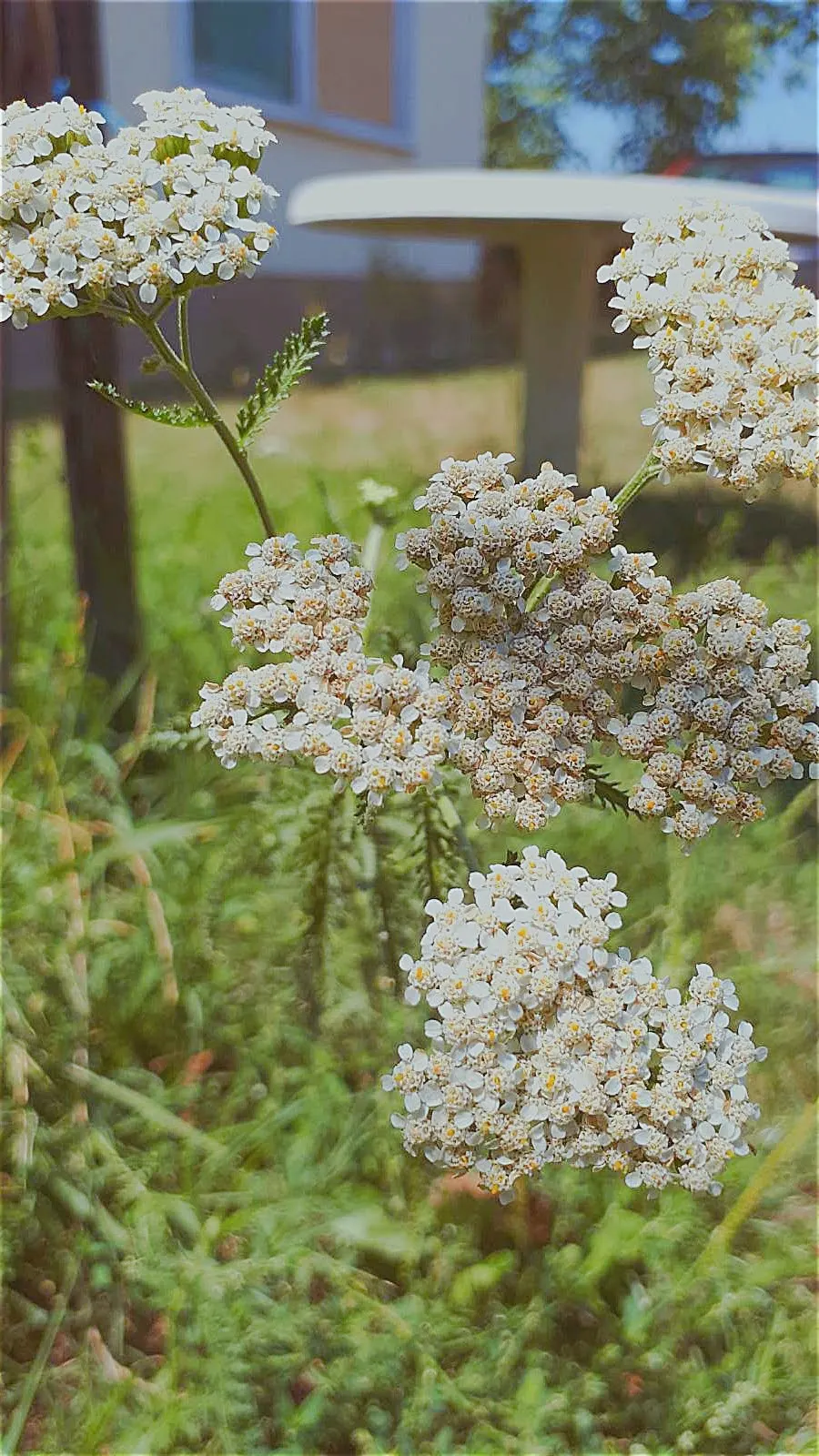 Rosea Yarrow (Achillea Millefolium 'Rosea') — releasing a distinctive scent that is often considered pleasant.<br><br>Ideal for zones 3 to 9