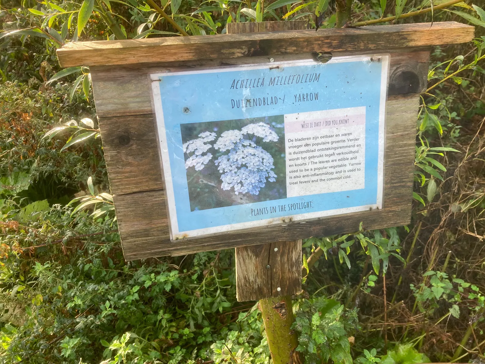 Rosea Yarrow (Achillea Millefolium 'Rosea') — perennial for full or half