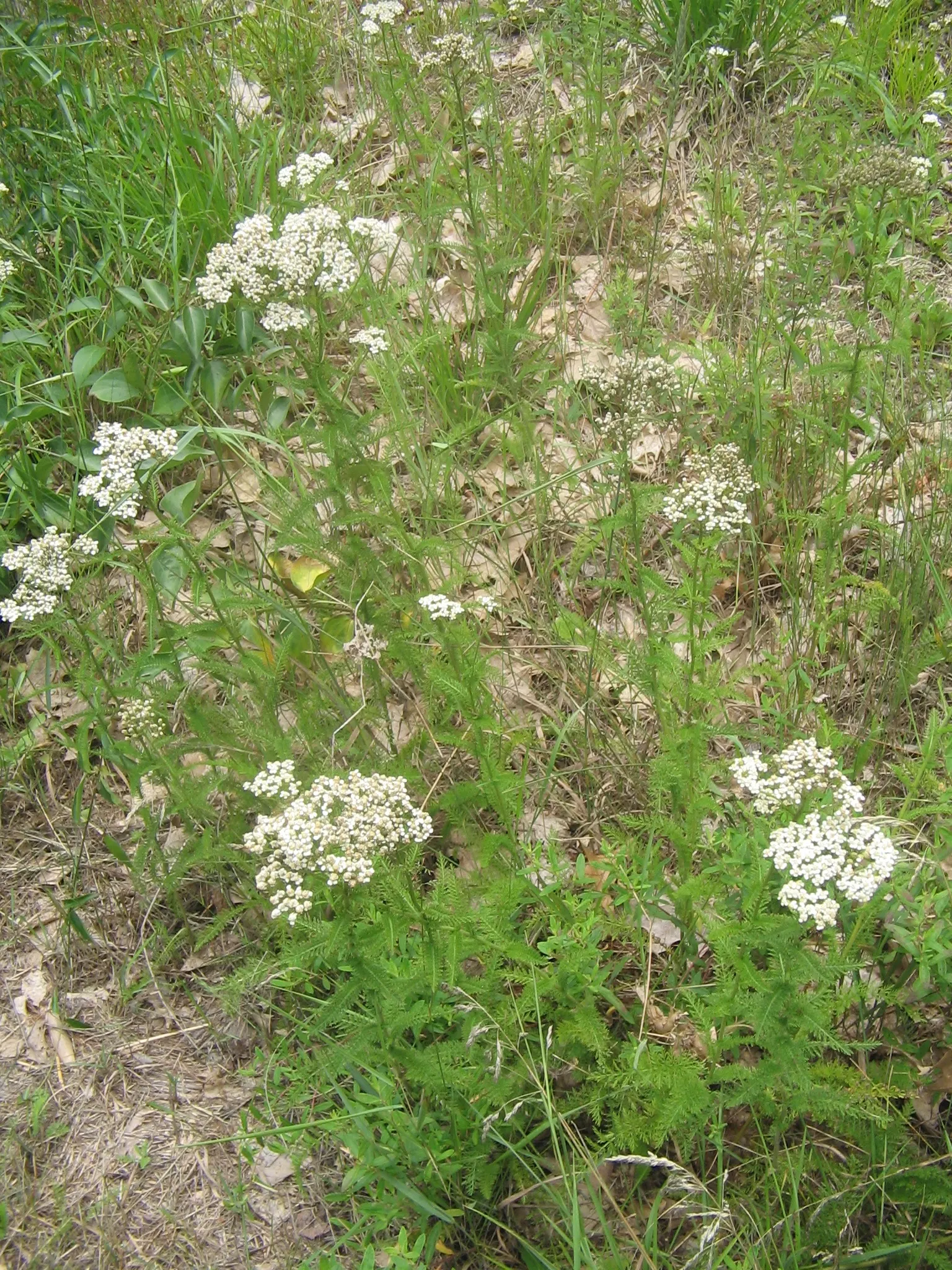 Rosea Yarrow (Achillea Millefolium 'Rosea') — The flower clusters are composed of numerous