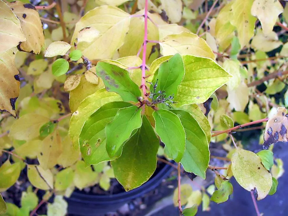 Midwinter Fire Dogwood (Cornus sericea 'Midwinter Fire') — Thrives in moist, well-drained soil, suitable for zones 3-7