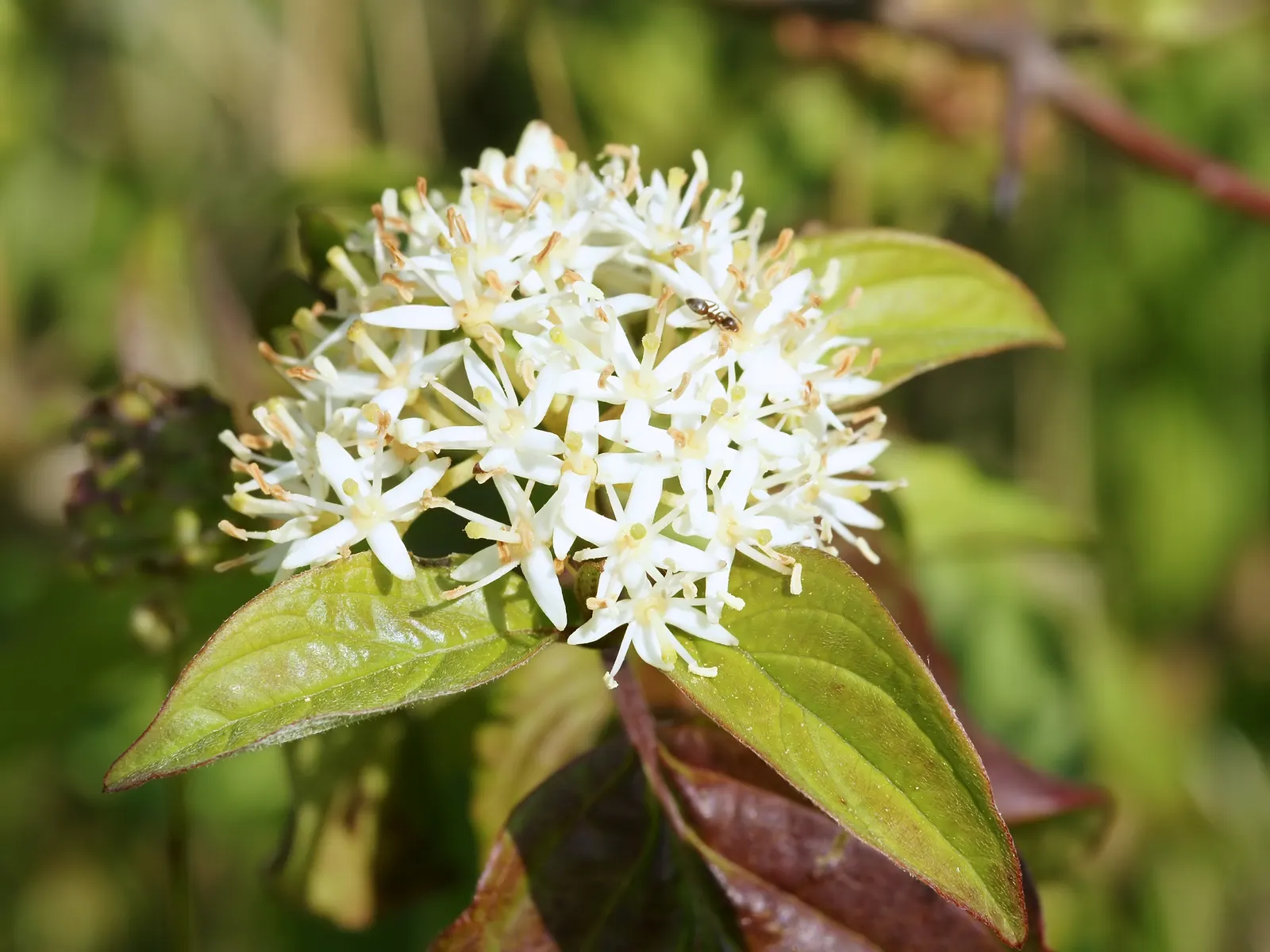 Midwinter Fire Dogwood (Cornus sericea 'Midwinter Fire') — It reaches up to 5 feet in height and spreads equally wide, favoring full sun to part shade