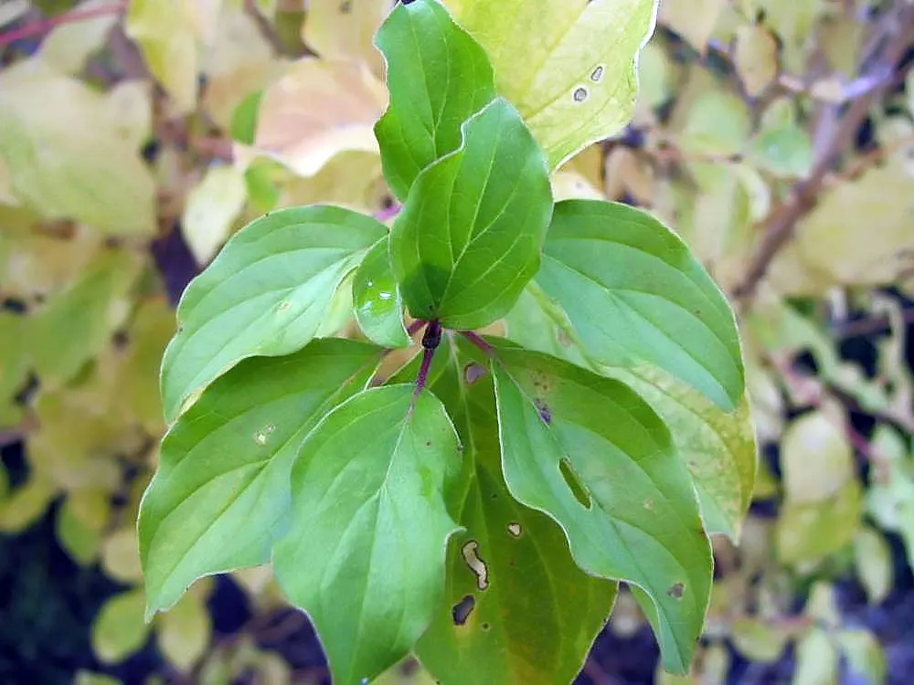 Midwinter Fire Dogwood (Cornus sericea 'Midwinter Fire') — commonly referred to as the Midwinter Fire Dogwood