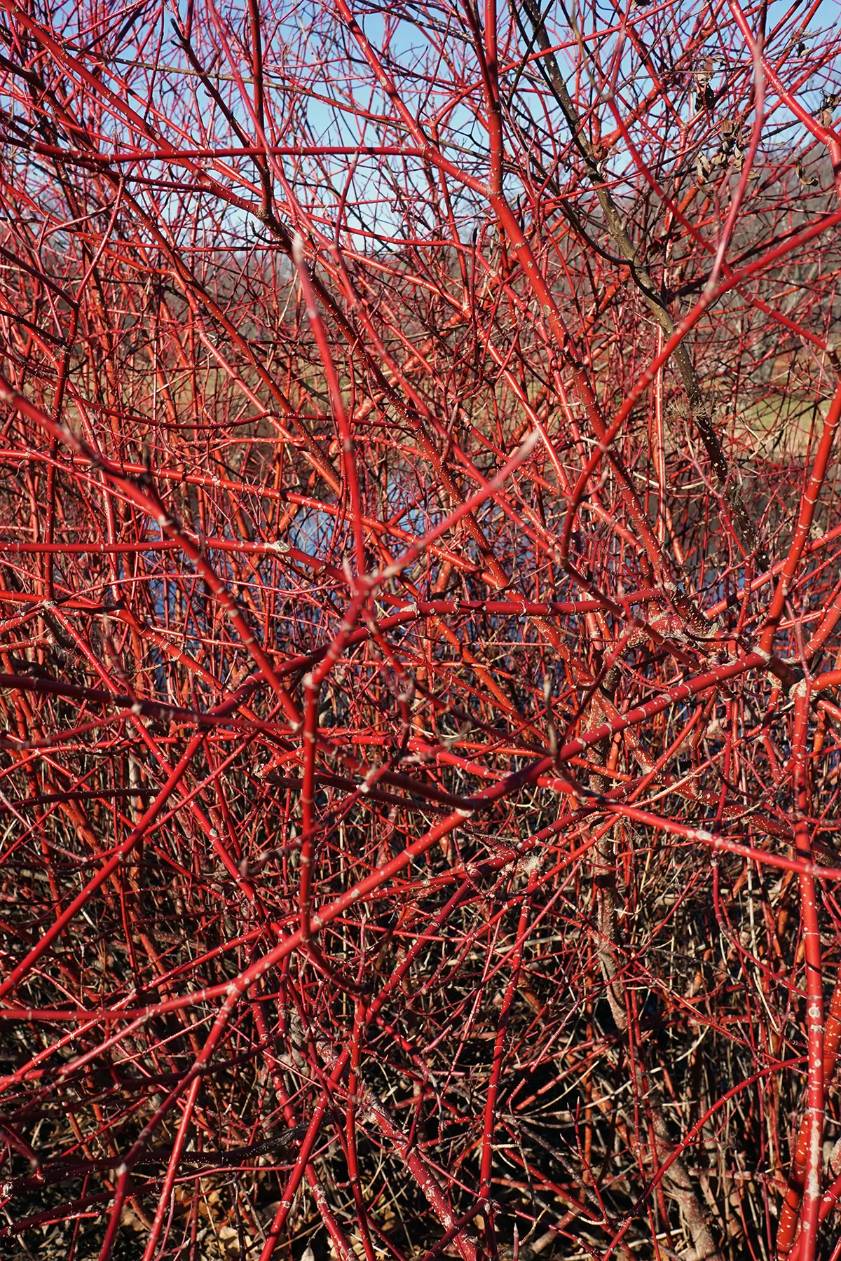 Midwinter Fire Dogwood (Cornus sericea 'Midwinter Fire') — which give way to white-blue drupes attracting birds