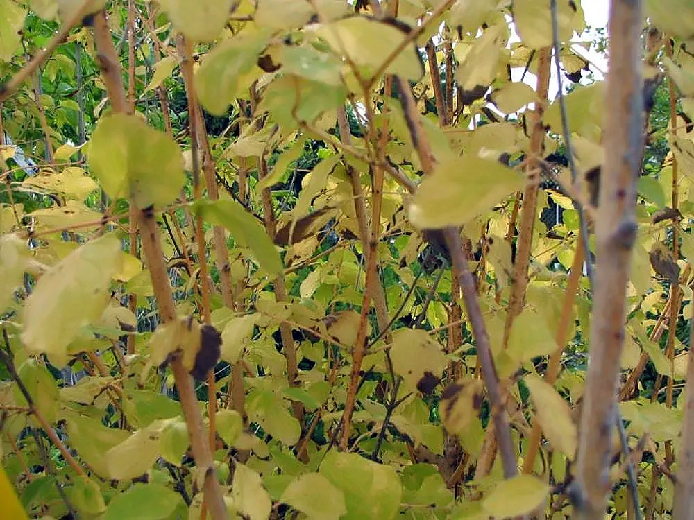 Midwinter Fire Dogwood (Cornus sericea 'Midwinter Fire') — showcases a fiery winter display with stems that transition from warm yellow at the base to crimson
