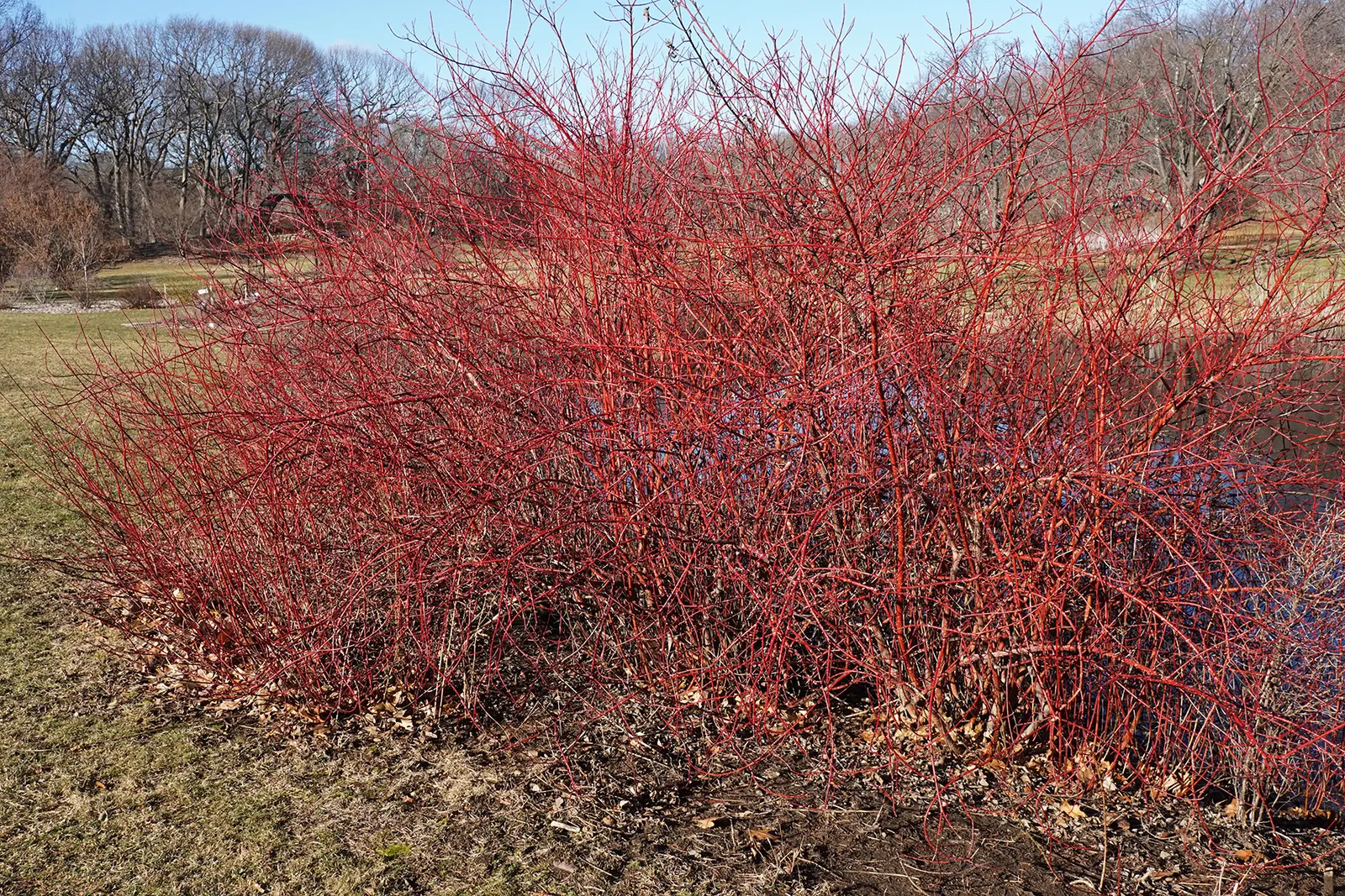 Midwinter Fire Dogwood (Cornus sericea 'Midwinter Fire') — It boasts flat clusters of white flowers in late spring to early summer