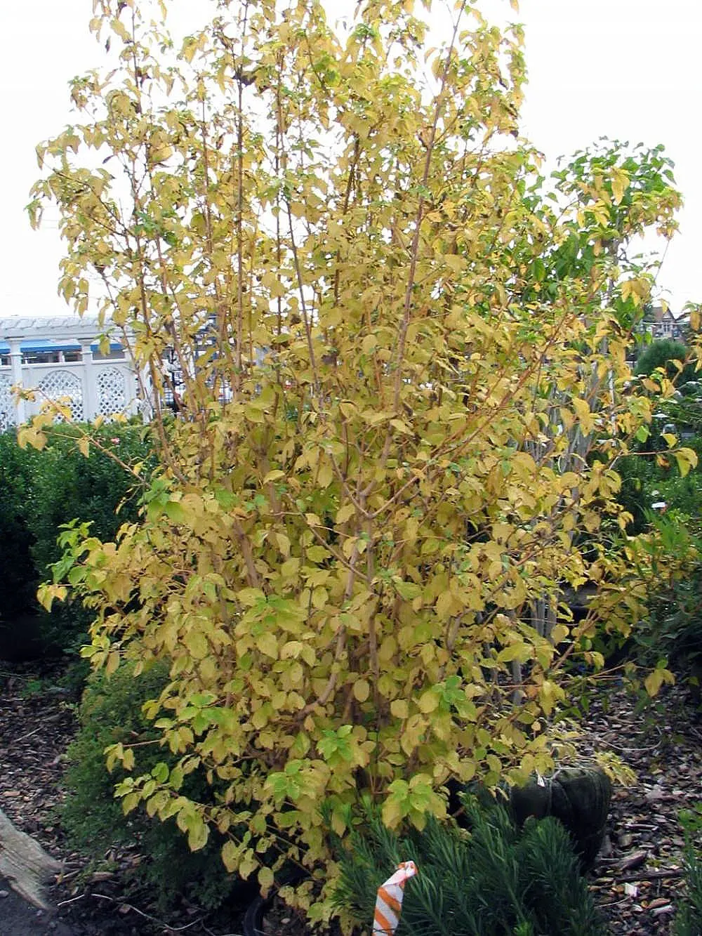 Midwinter Fire Dogwood (Cornus sericea 'Midwinter Fire') — Summer brings green foliage alongside white blooms, shifting to striking oranges and reds in the fall