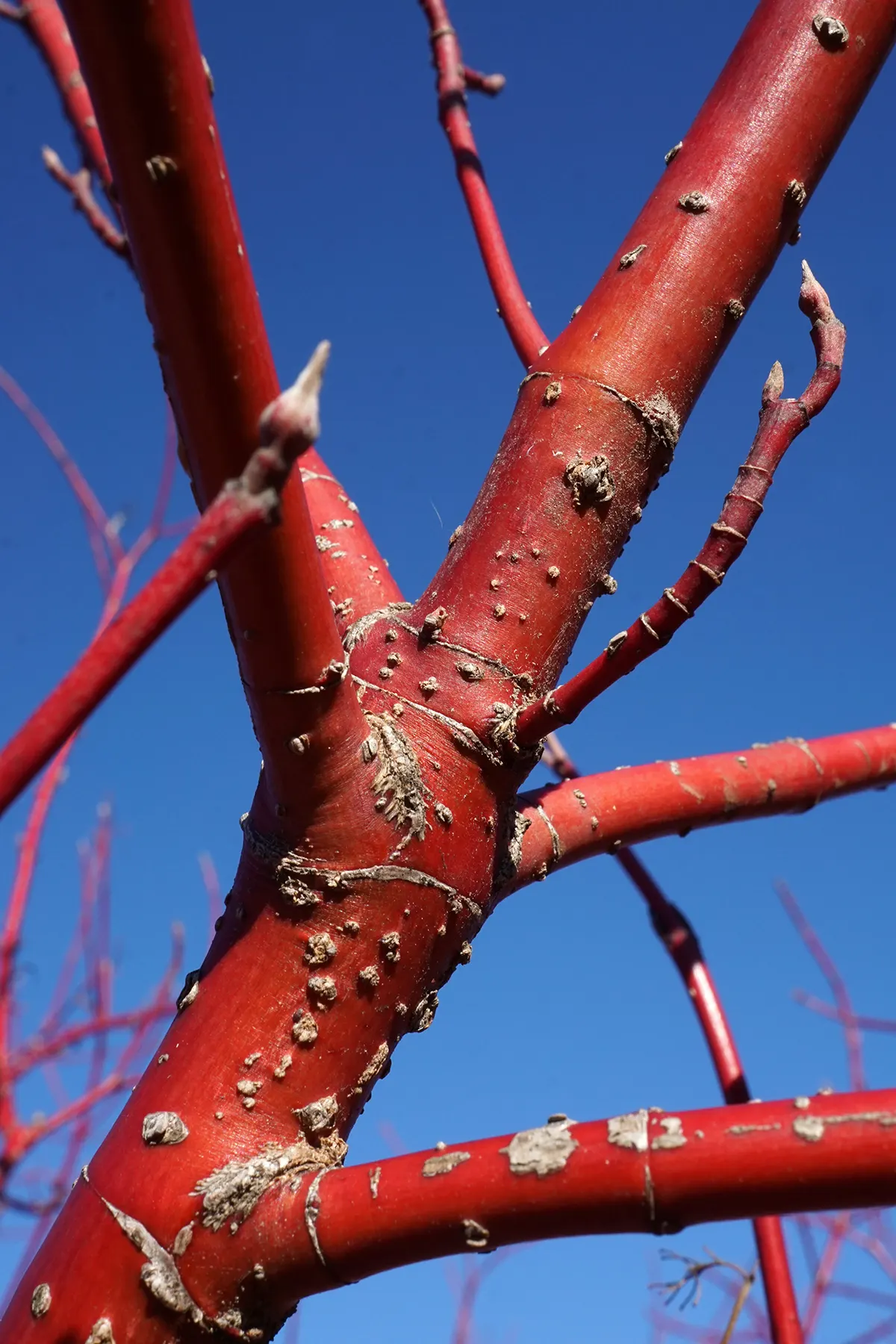 Midwinter Fire Dogwood (Cornus sericea 'Midwinter Fire') — is a striking deciduous shrub well-known for its remarkable winter interest