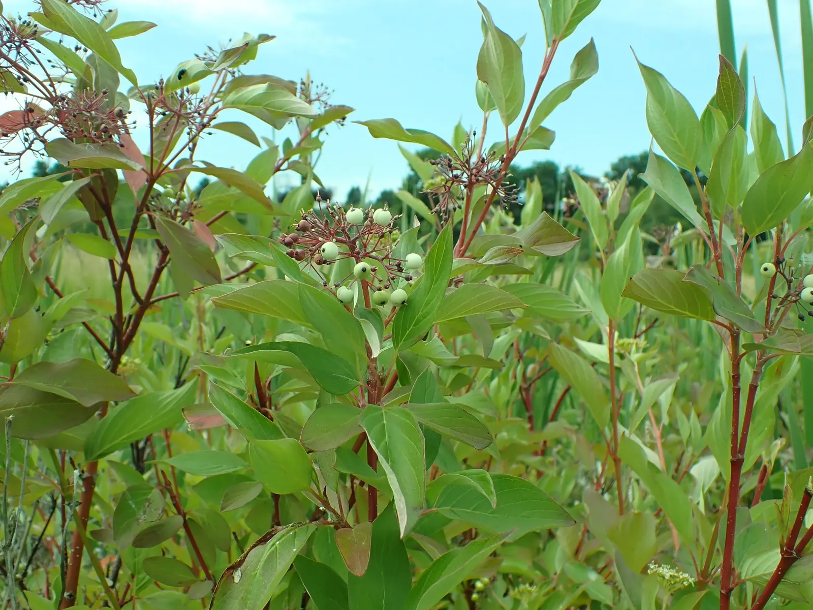 Midwinter Fire Dogwood (Cornus sericea 'Midwinter Fire') — white flowers in the garden