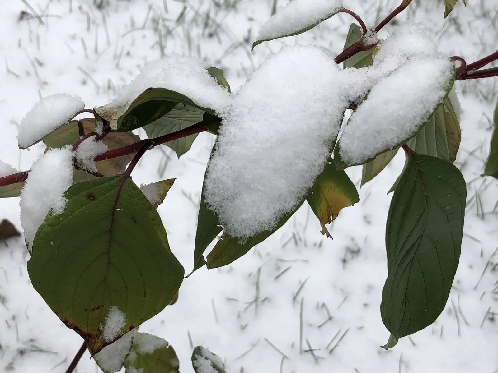 Midwinter Fire Dogwood (Cornus sericea 'Midwinter Fire') — this dogwood requires full sun to partial shade exposure to develop its best stem color