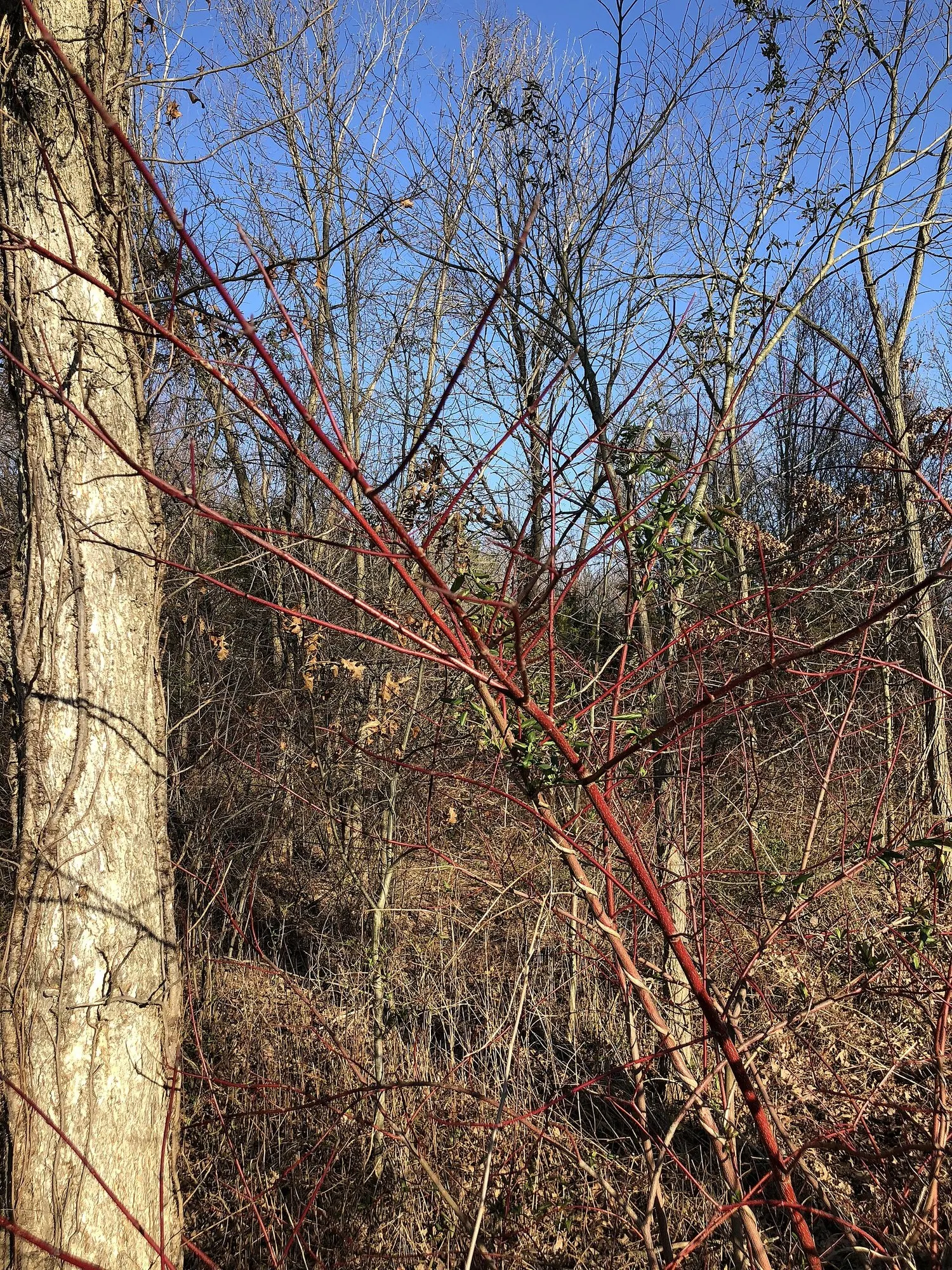 Midwinter Fire Dogwood (Cornus sericea 'Midwinter Fire') — but it can tolerate a range of soil conditions