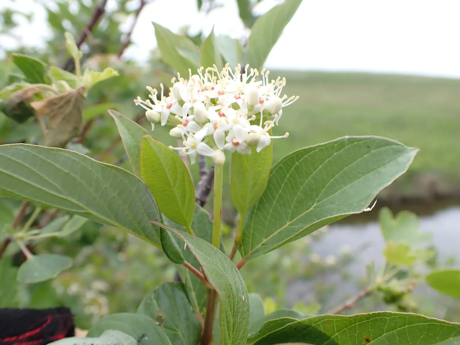 Midwinter Fire Dogwood (Cornus sericea 'Midwinter Fire') — and waterside plantings.<br><br>With its year-round beauty